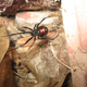 Latrodectus mactans